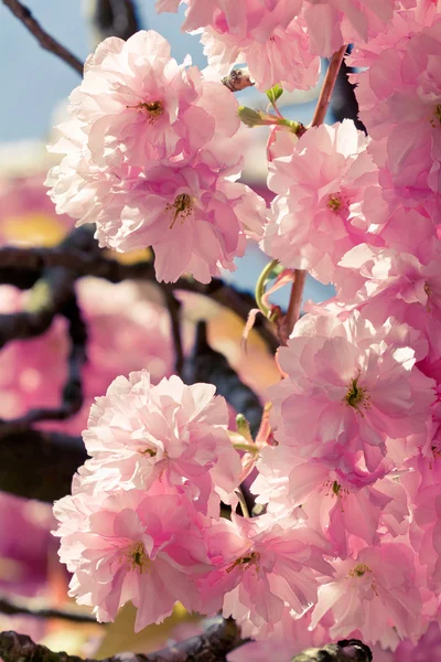 Krásný růžový jarní květiny na pozadí modré oblohy — Stock fotografie