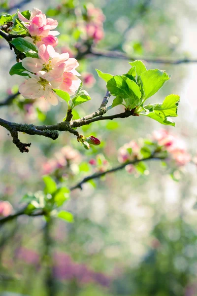 Branch of a blossoming apple tree in a garden — Stock Photo, Image