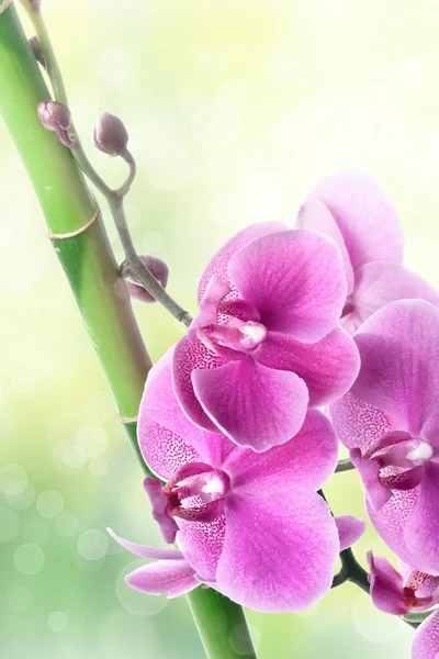 Beautiful orchid flowers and bamboo on blurred natural backgroun — Stock Photo, Image
