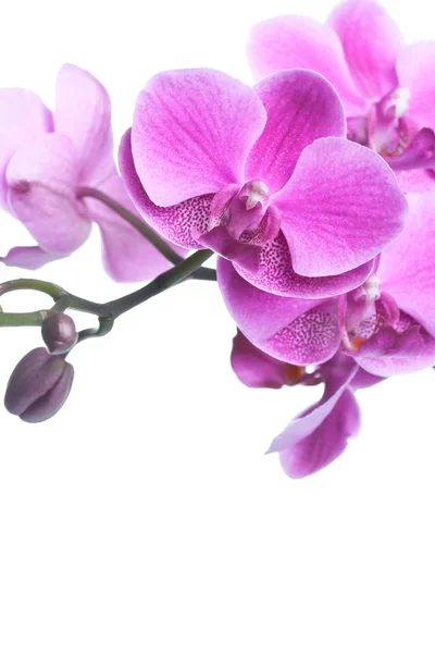 Красивые фиолетовые цветы орхидеи изолированы на белом — стоковое фото