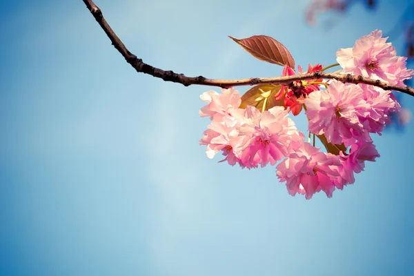 Beautiful pink spring flowers on blue sky background — Stock Photo, Image