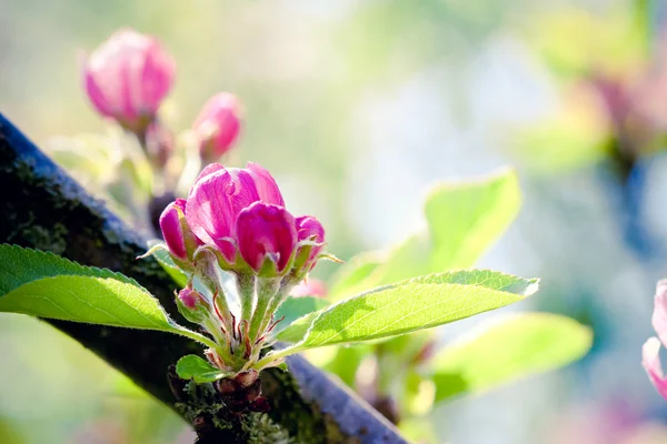 Beautiful pink apple tree flowers on blue sky background — Stock Photo, Image