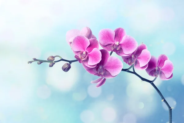 Mavi arka plan bulanık orkide çiçekler — Stok fotoğraf
