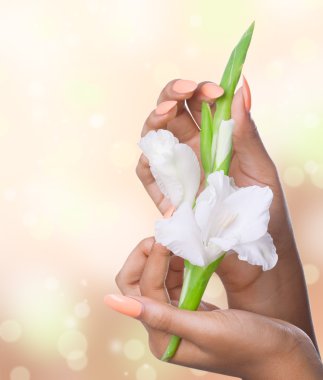 Beautiful woman hands with white flowers, closeup shot clipart