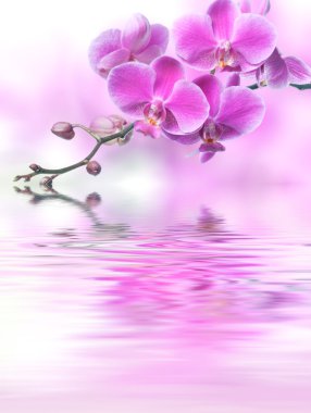 Beautiful purple orchid flowers reflected in the water clipart