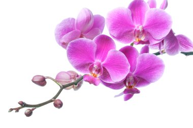 Beautiful purple orchid flowers isolated on white, closeup shot clipart