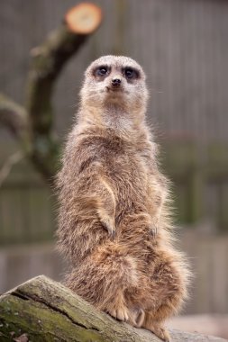 meerkat tetikte