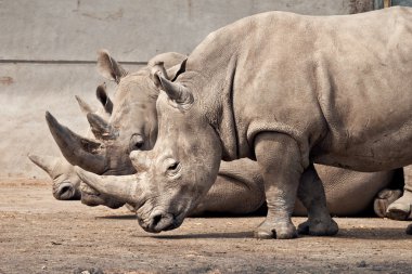 Üç gergedanlar knowsley safari Park, İngiltere