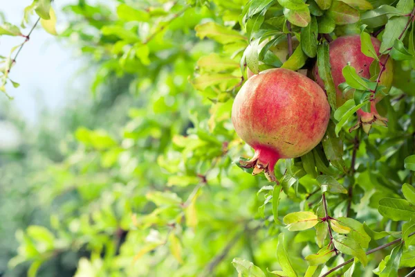 stock image Ripe pomegranate fruit on branch in an orchard