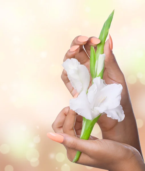 Mooie vrouw handen met witte bloemen, close-up shot — Stockfoto