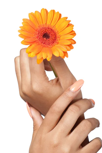 Hermosas manos de mujer sosteniendo una flor, primer plano, en blanco — Foto de Stock