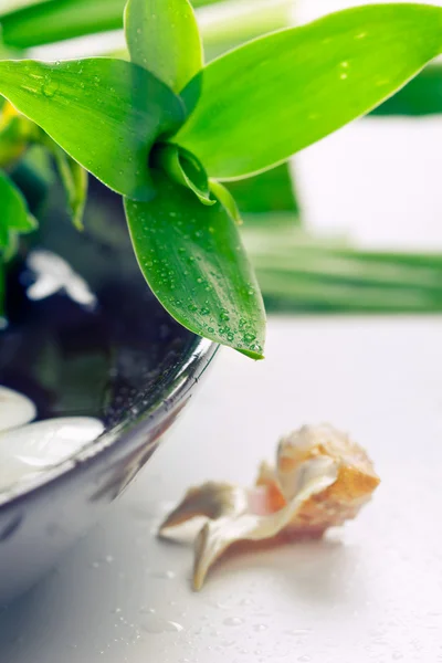Resort relaxation concept: bamboo and shells in water drops — Stock Photo, Image
