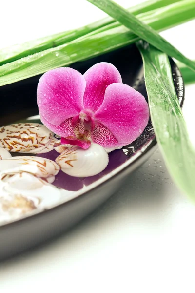 Концепция спа: фиолетовая орхидея, бамбук и ракушки в вате — стоковое фото