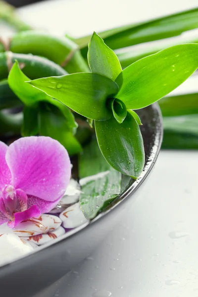 Концепция спа: бамбуковые листья, фиолетовая орхидея и ракушки в луке — стоковое фото