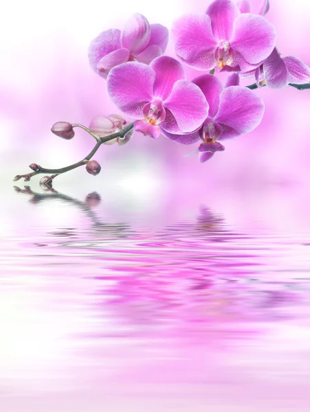 Piękne fioletowe kwiaty orchidei, odbite w wodzie — Zdjęcie stockowe