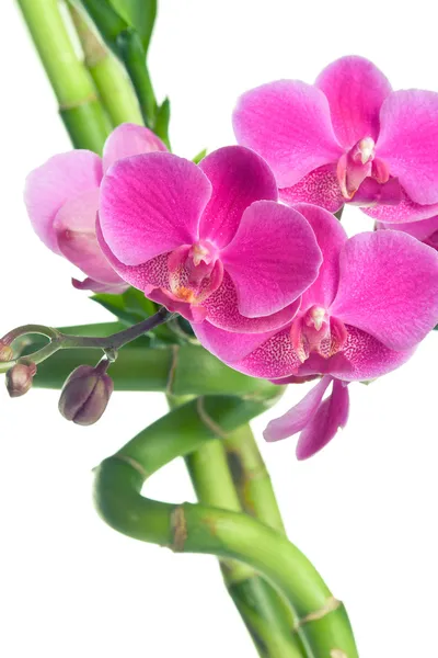 Belas flores de orquídea roxa e bambu isolado no branco — Fotografia de Stock