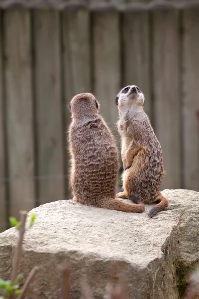 Two meerkats on guard — Stock Photo, Image
