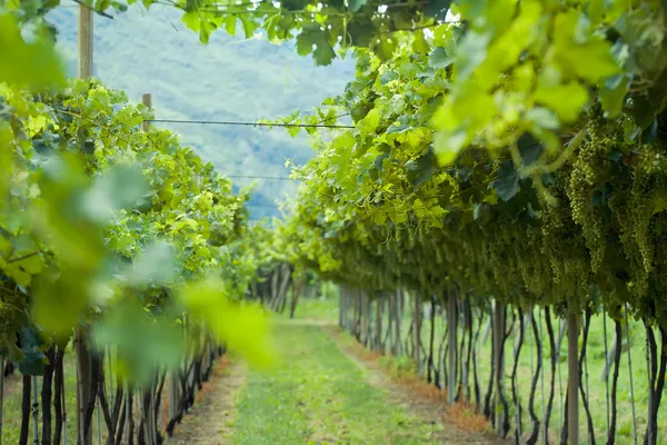 Летний виноградник в Северной Италии — стоковое фото
