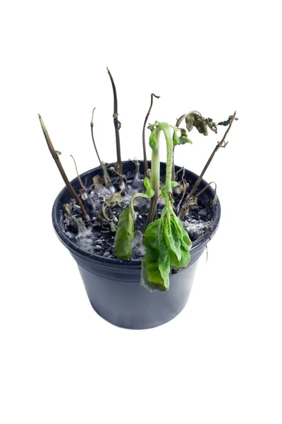 Planta muerta en una maceta, aislada en blanco — Foto de Stock
