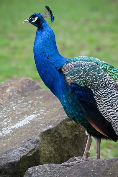 Stock image Beautiful peacock in the park