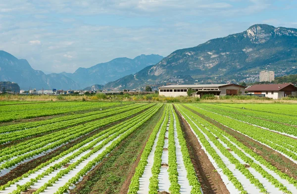 Campi agricoli nel Nord Italia — Foto Stock