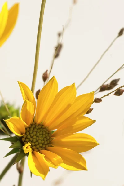 Closeup tiro de uma flor amarela — Fotografia de Stock