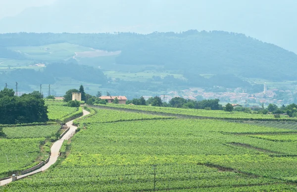 Perspetiva geral de uma estrada através de vinhas italianas — Fotografia de Stock