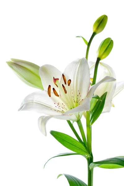 Beautiful lily flowers, isolated on white — Stock Photo, Image