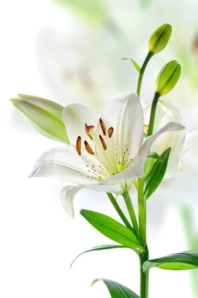 Όμορφα κρίνου λουλούδια, που απομονώνονται σε λευκό — Φωτογραφία Αρχείου
