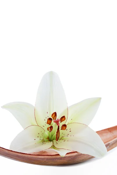 Flor de lirio puesta en una hoja de coco, aislada en blanco —  Fotos de Stock