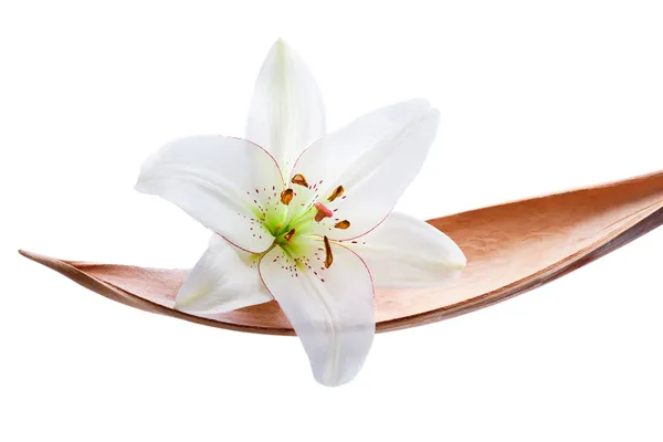 Flor de lírio em uma folha de coco, isolado em branco — Fotografia de Stock
