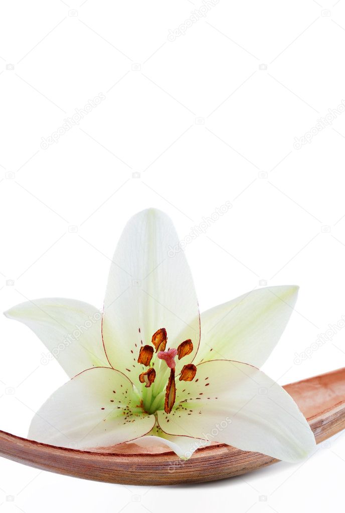 Fleur De Lys Sur Une Feuille De Coco Isolée Sur Blanc