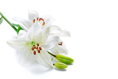 White lily branch, isolated on white clipart