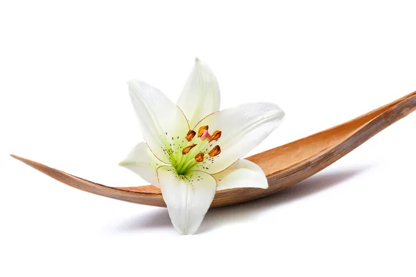 Κρίνος λουλούδι σε ένα coco palm φύλλο, που απομονώνονται σε λευκό — Φωτογραφία Αρχείου