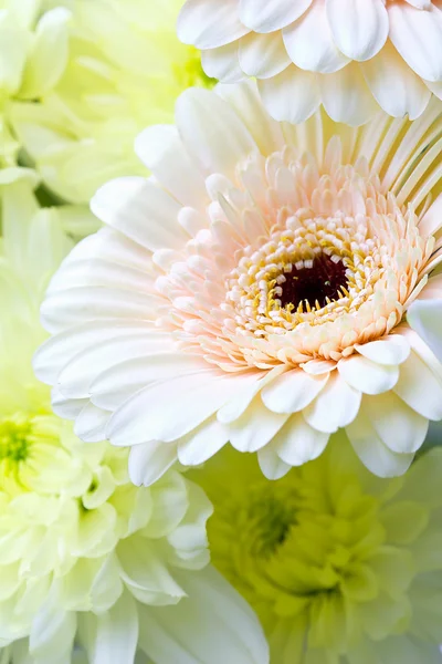 Flower background: closeup shot of pastel toned flowers — Stock Photo, Image