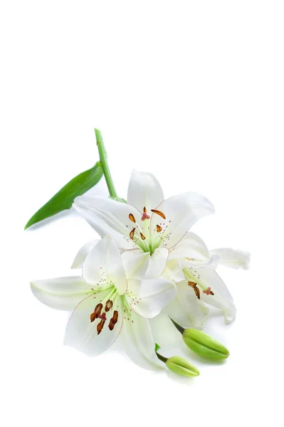 White lily branch, isolated on white — Stock Photo, Image