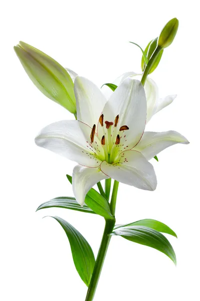 Όμορφα κρίνου λουλούδια, που απομονώνονται σε λευκό — Φωτογραφία Αρχείου