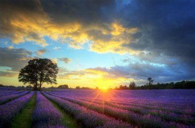 Stunning atmospheric sunset over vibrant lavender fields clipart