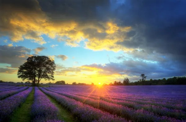 Prachtige sfeervolle zonsondergang over levendige lavendelvelden — Stockfoto