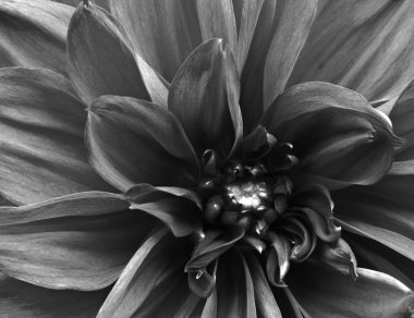 Beautifully toned black and white macro close up of flower clipart