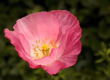 Vibrant pink wild poppy papaver rhoeas flower with shallow depth clipart