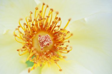 Macro of pollen and stamen on wild flower in meadow clipart