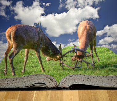 Fighting red deer stags in pages of magical story book