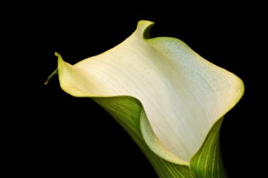 siyah güzel calla lily çiçek