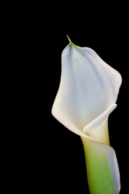 siyah güzel calla lily çiçek