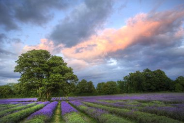 Summer canlı lavanta alanları üzerinde çarpıcı atmosferik günbatımı