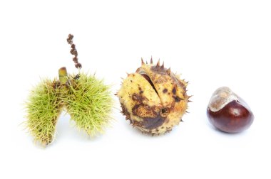 mükemmel makro conker Atkestanesi üzerinde beyaz backgrou izole