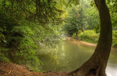 Beautiful forest scene of enchanted stream flowing through lush clipart