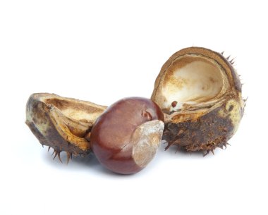 mükemmel makro conker Atkestanesi üzerinde beyaz backgrou izole