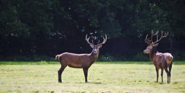 Pair of red deer stags prowling for females during rut season in clipart